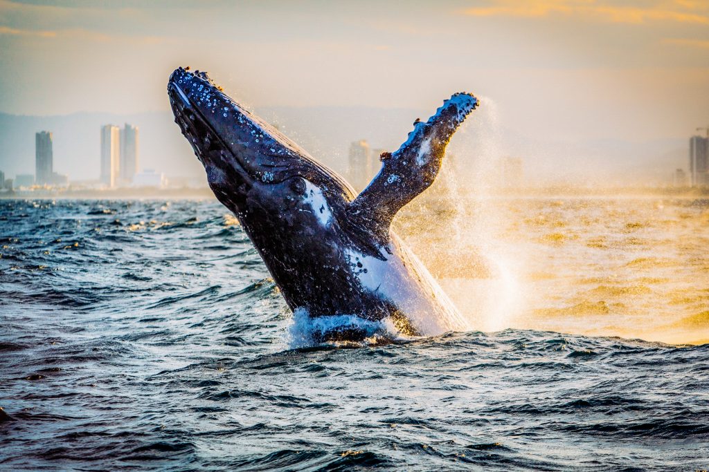 whale tour gold coast