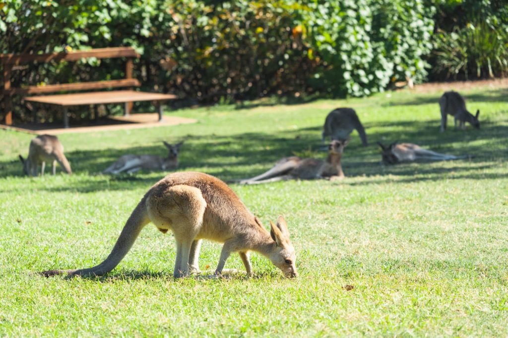 north-stradbroke-island-tour-photos (12)