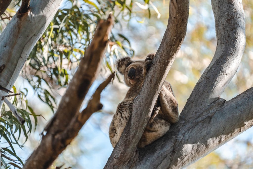 north-stradbroke-island-tour-photos (13)