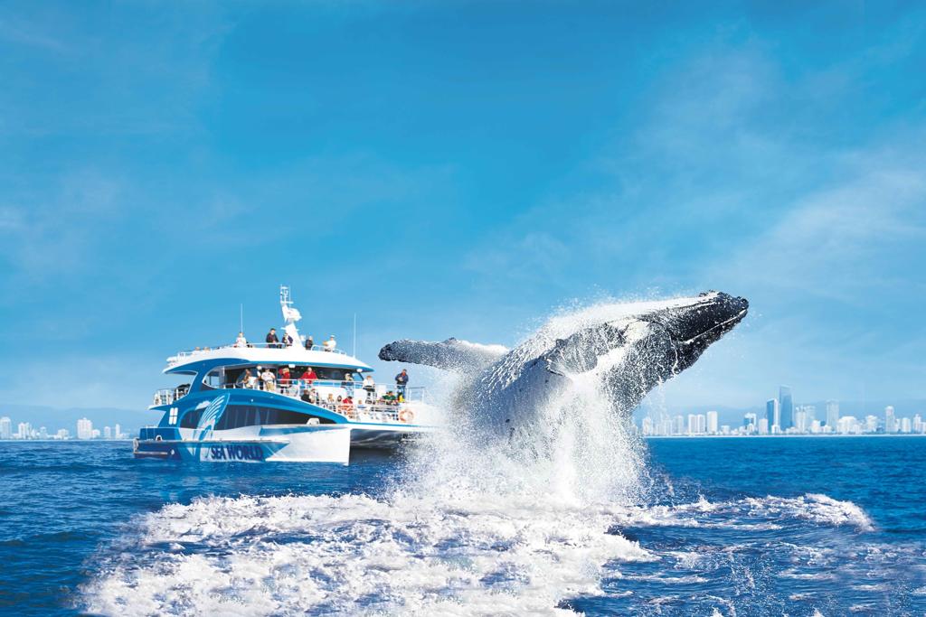 resized_whale_watch_1024x683